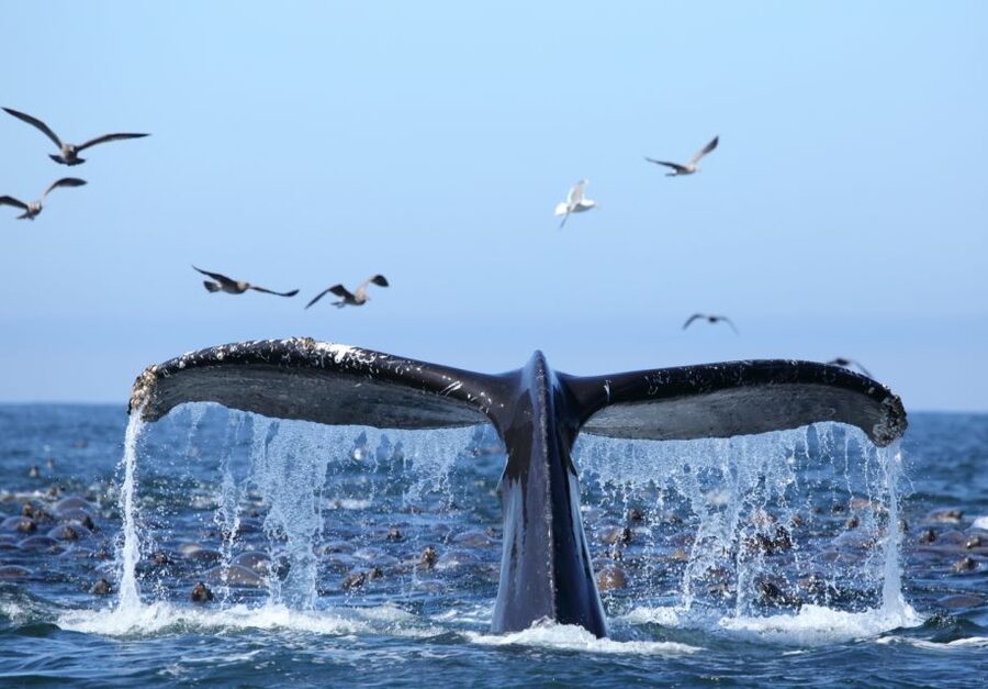 Honolulu, Oahu: Waikiki Whale Watching Cruise - Finding humpback whales between December and April