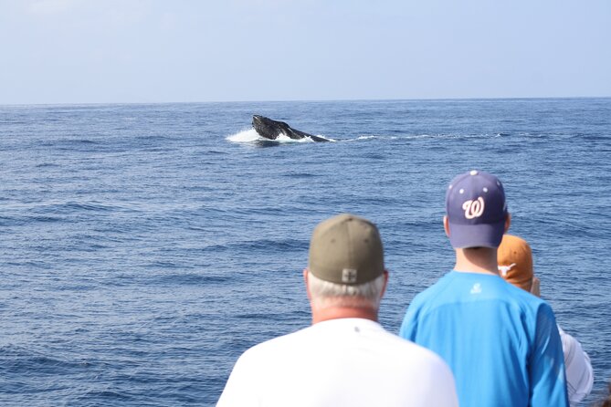 'Imiloa Express Whale Watch and Cocktail Tour - Key points at a glance
