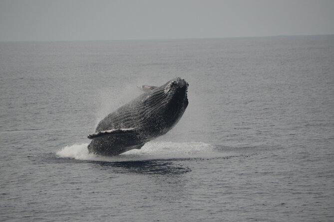 'Imiloa Express Whale Watch and Cocktail Tour - Watching for humpbacks along Kauai’s south coast