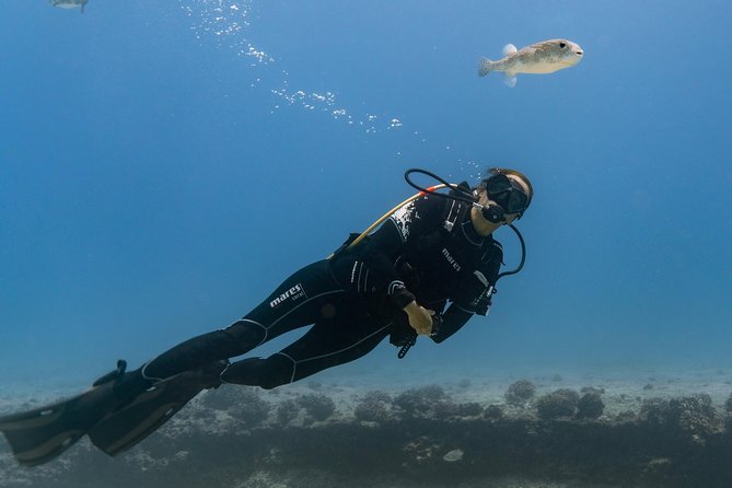 Incredibly Fun Coral Reef Giant Sea Turtles 4hour Boat Scuba Tour - The second session brings the sea life