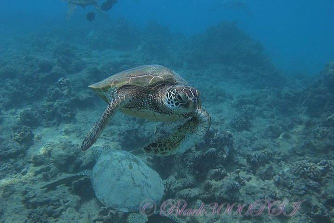 Incredibly Fun Coral Reef Giant Sea Turtles 4hour Boat Scuba Tour - How the reef compares with the big promise