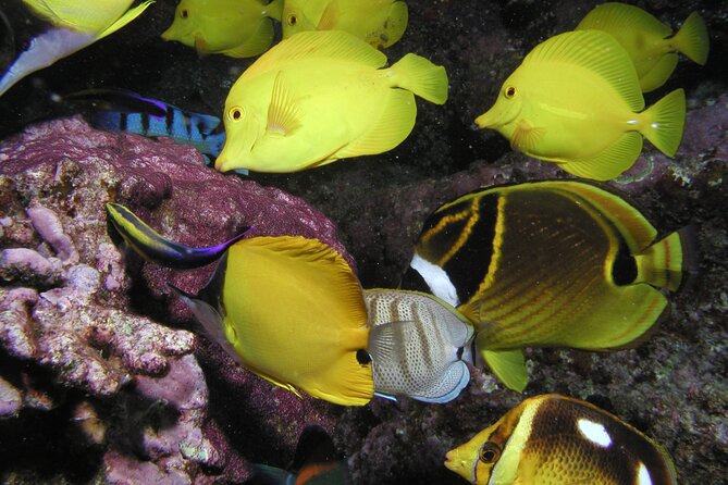 Intro/Refresher Dive Swim Ability Required - Marine life, turtles, and the real purpose of the outing
