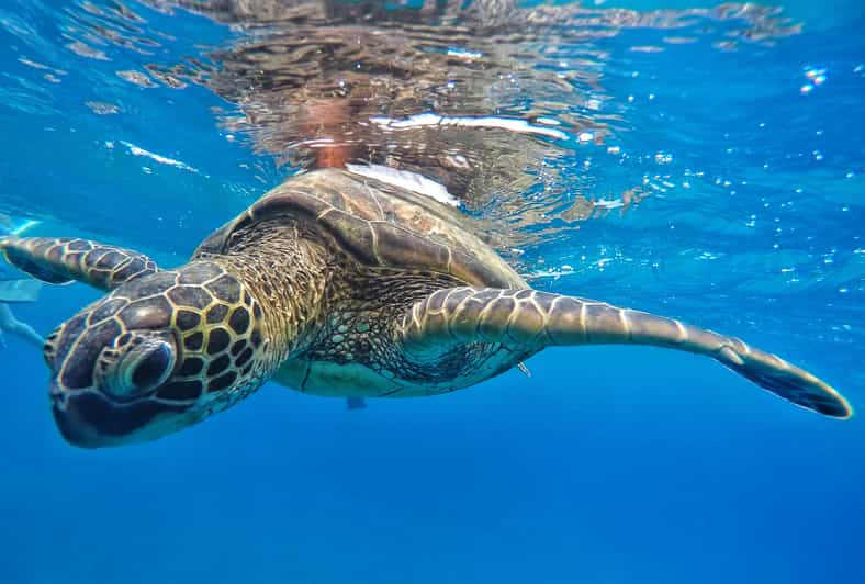 Ka'anapali Beach: Coral Reef Snorkel and Turtle Spotting - A short Maui snorkel built around sea turtles