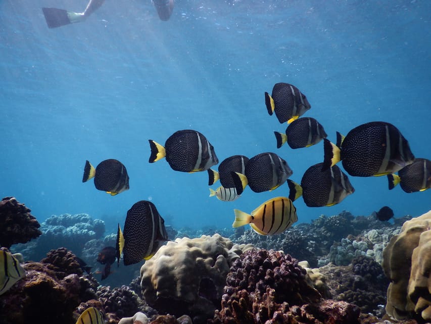 Ka'anapali Beach: Coral Reef Snorkel and Turtle Spotting - Drinks, snacks, and the ride back