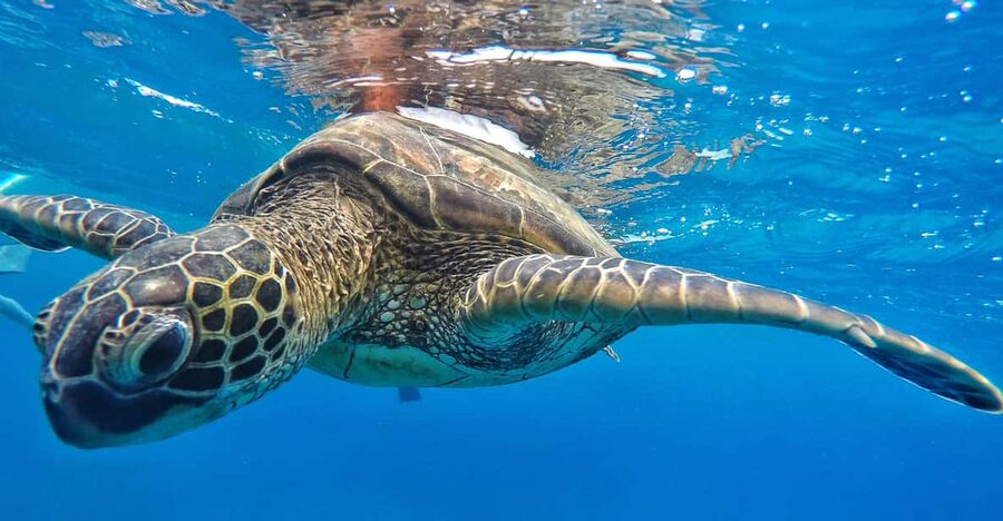 Ka'anapali Beach: Coral Reef Snorkel and Turtle Spotting - Who should book this Kaanapali snorkel