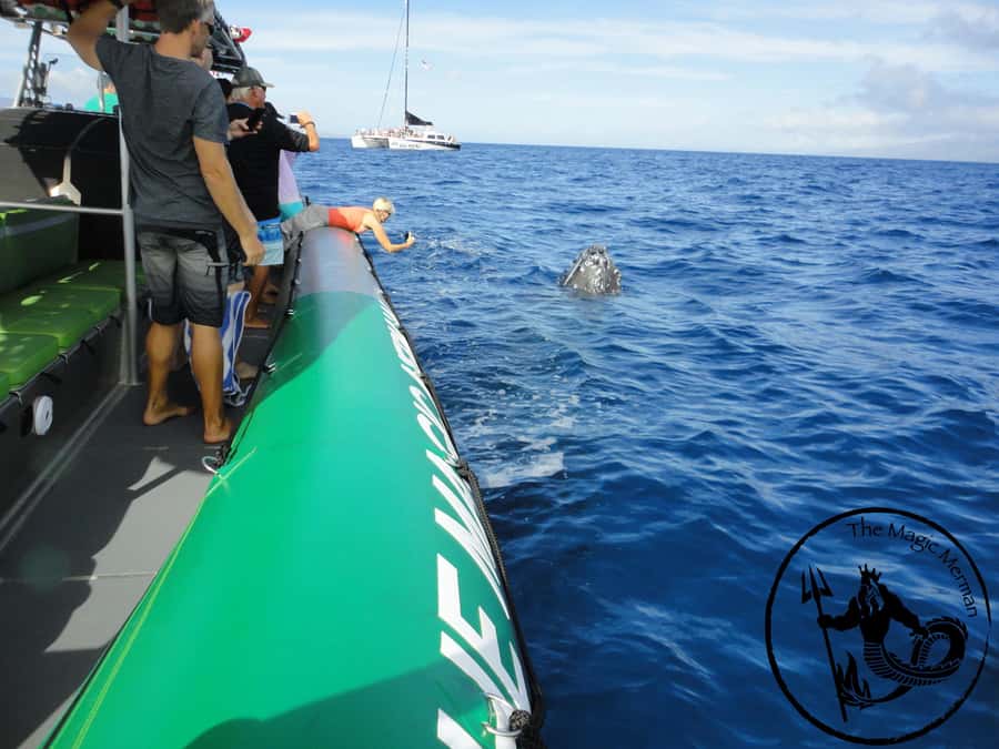 Ka'anapali: Whale Watching Boat Tour - Key points to know before booking