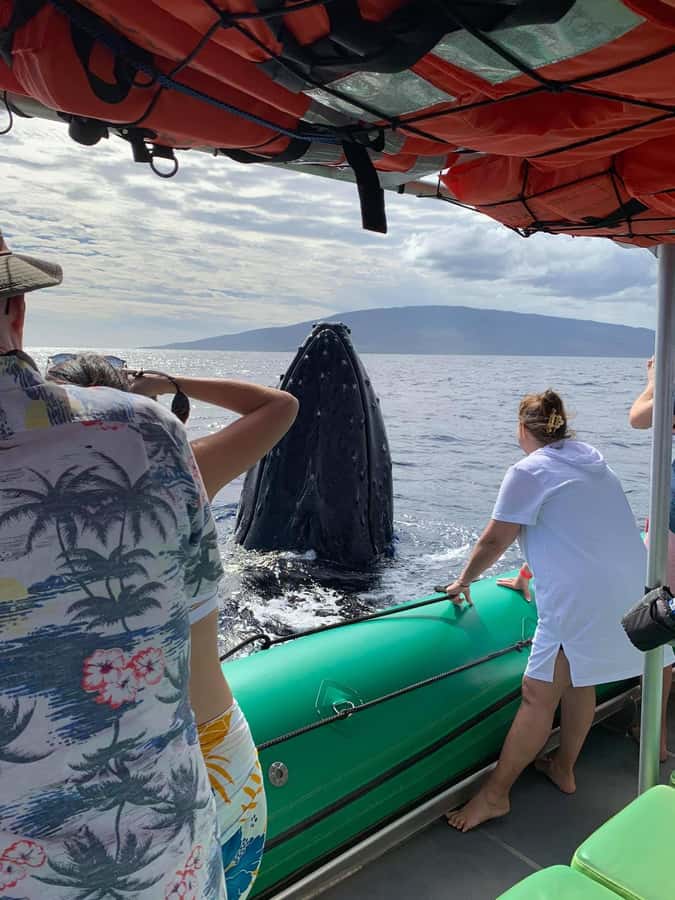 Ka'anapali: Whale Watching Boat Tour - Why Ka’anapali is a strong place to watch whales