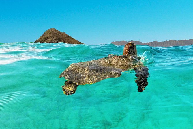 Kailua Bay, Oahu: Epic Kayak and Snorkel to Islands - Lunch, gear, and the value of the package