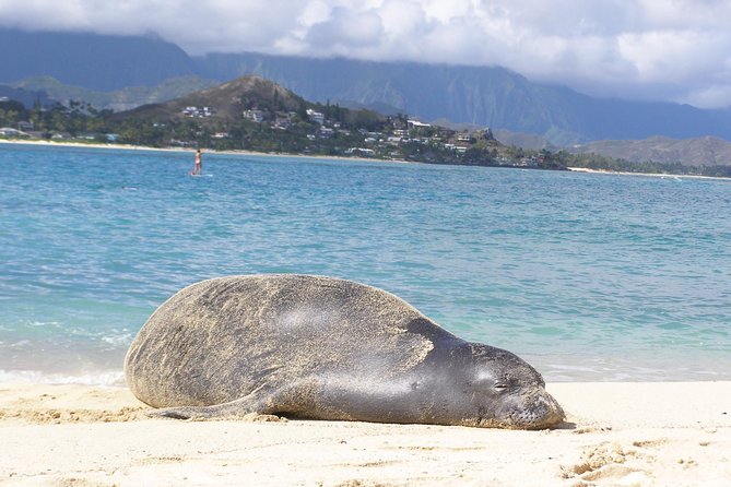 Kailua Bay, Oahu: Epic Kayak and Snorkel to Islands - Who will enjoy this Kailua outing most?
