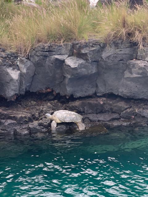 Kailua-Kona: Captain Cook Reef Catamaran Day Trip with Lunch - Key points to know before you book