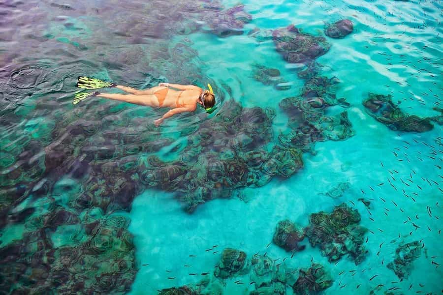 Kailua Kona: Dolphin, Sea Cave and Captain Cook Snorkel Tour - Key points to know before you book