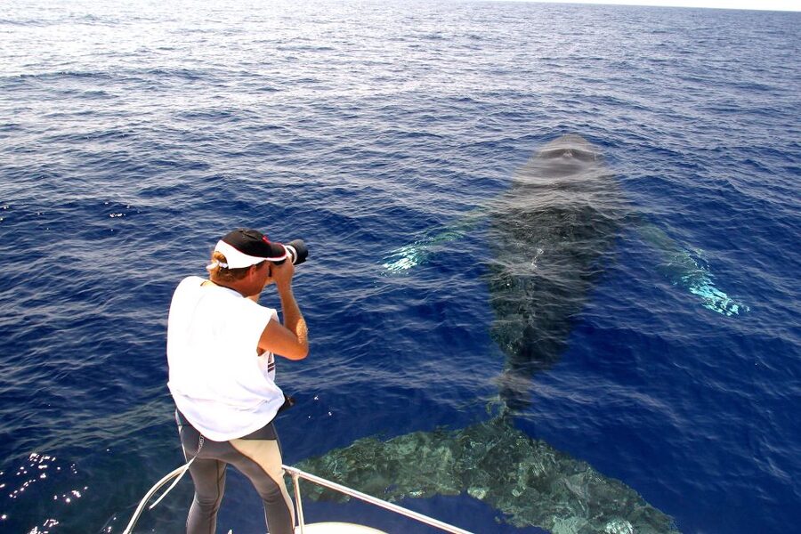 Kailua Kona: Humpback Whale Watching Adventure Cruise - Key points at a glance