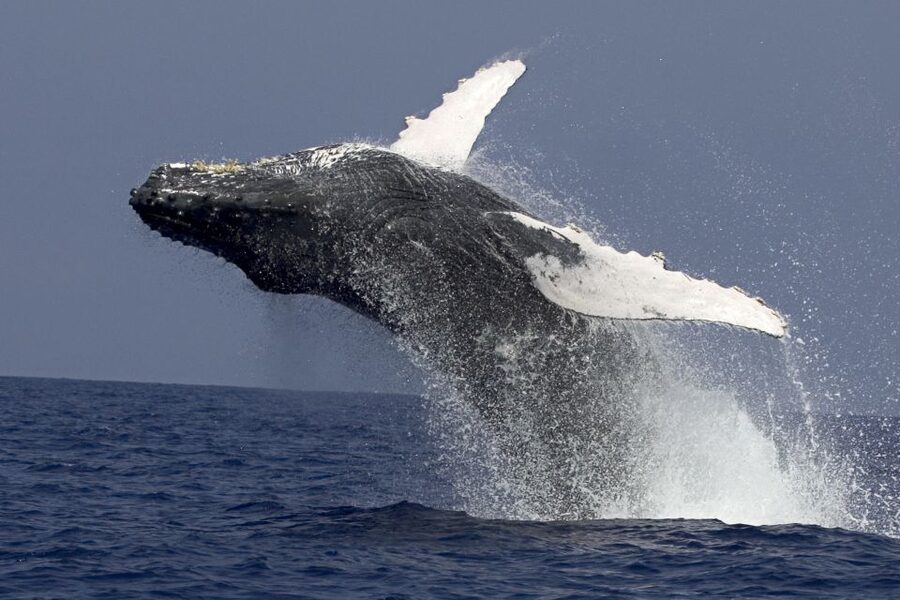 Kailua Kona: Humpback Whale Watching Adventure Cruise - Hearing humpback songs off Kailua Kona