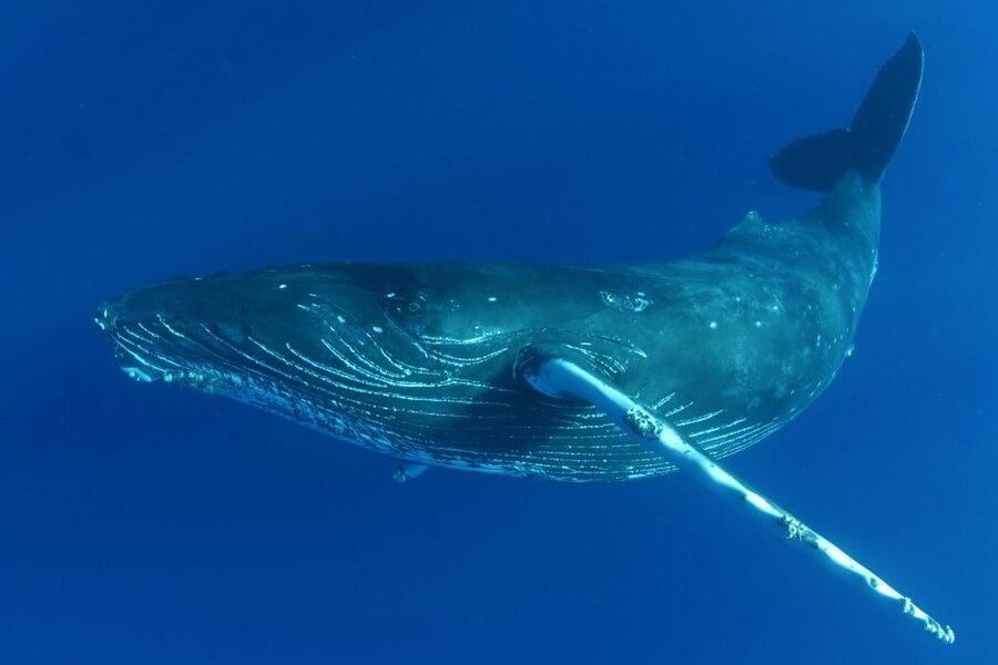 Kailua Kona: Humpback Whale Watching Adventure Cruise - Why the hydrophone is worth your attention