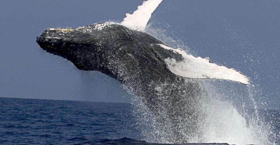 Kailua Kona: Humpback Whale Watching Adventure Cruise - Getting to Kailua Pier without a rushed start