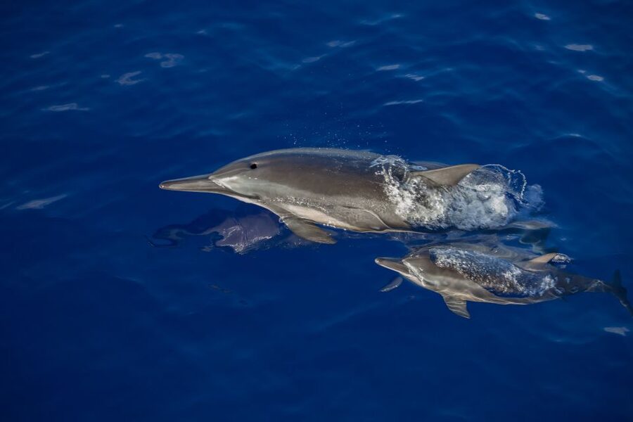 Kailua Kona: Humpback Whale Watching Adventure Cruise - Who will enjoy this cruise most?