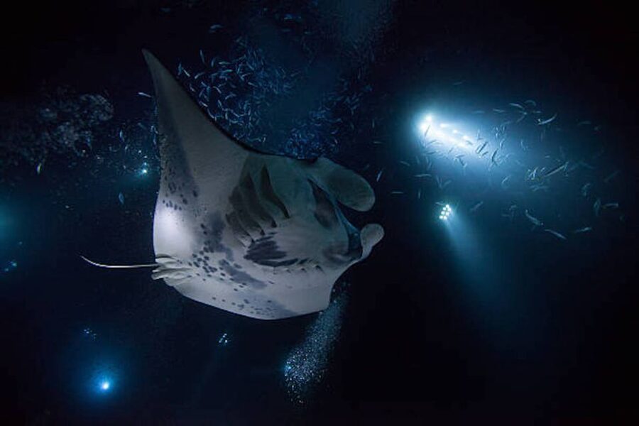 Kailua-Kona: Manta Ray Watching Nighttime Boat Trip - What happens during the two-hour outing