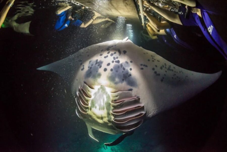 Kailua-Kona: Manta Ray Watching Nighttime Boat Trip - Comfort, safety, and the practical drawbacks