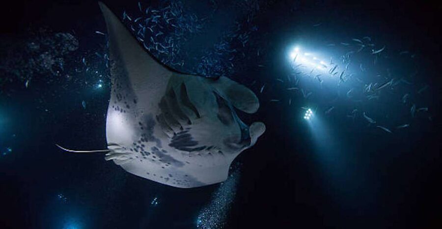 Kailua-Kona: Manta Ray Watching Nighttime Boat Trip - From Honokohau Harbor to the open water