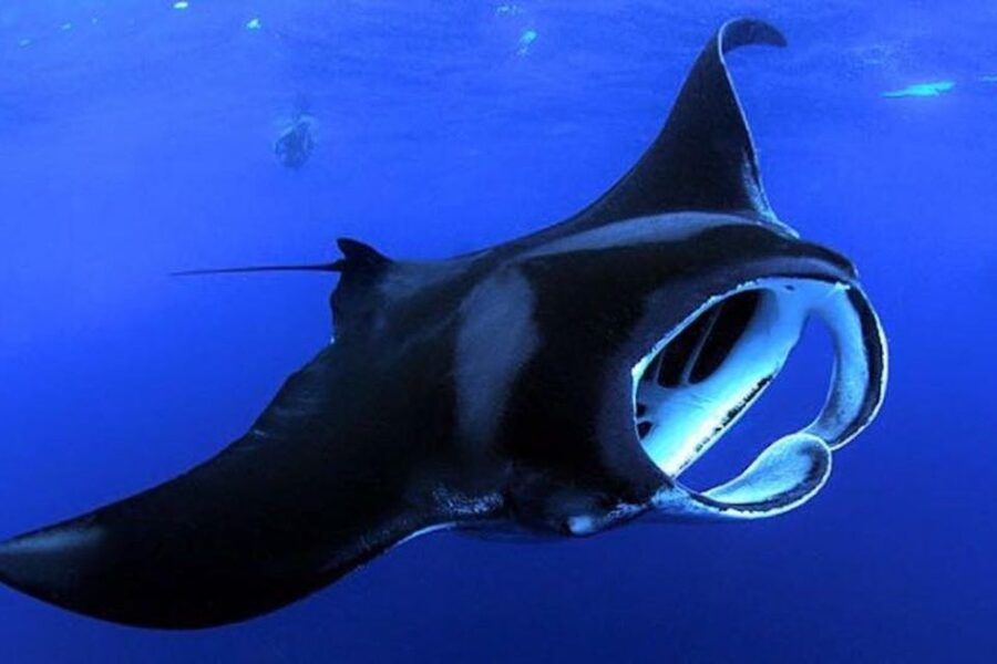 Kailua Kona: Night Manta Ray Adventure on the Big Island - Why the Kona manta snorkel feels so different