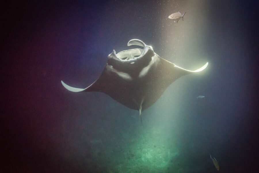 Kailua Kona: Night Manta Ray Adventure on the Big Island - My call: book it if manta rays are on your Big Island list