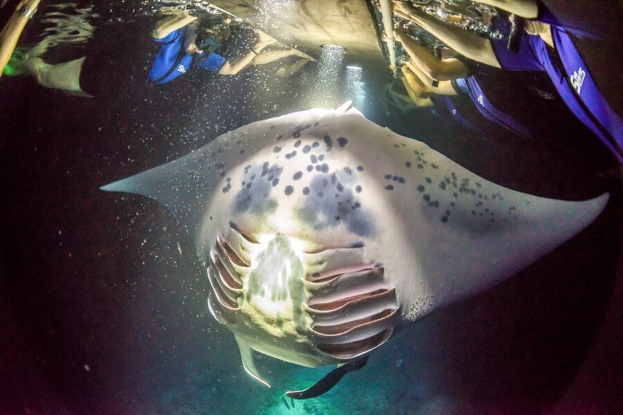 Kailua Kona: Night Manta Ray Adventure on the Big Island - Is $121 a fair price?
