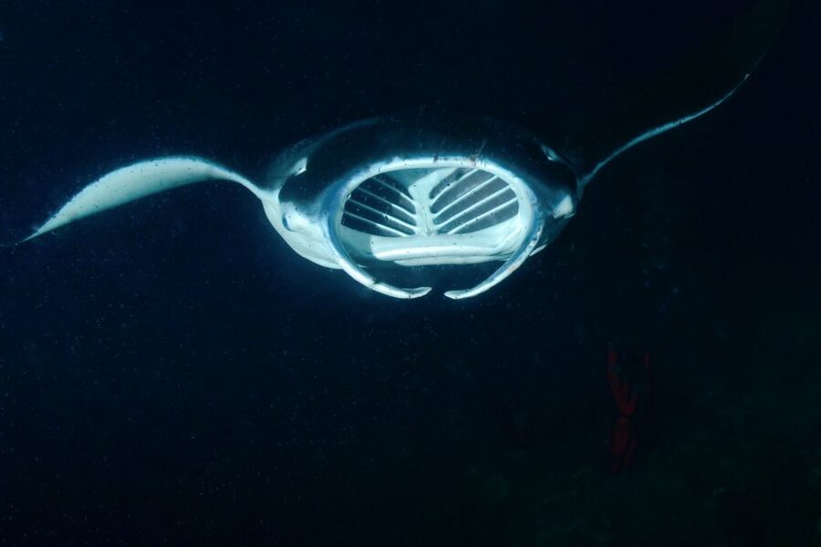 Kailua Kona: Night Manta Ray Adventure on the Big Island - Who should book this adventure?
