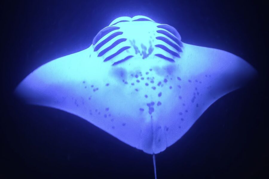 Kailua Kona: Night Manta Ray Adventure on the Big Island - Practical packing for a night on the water