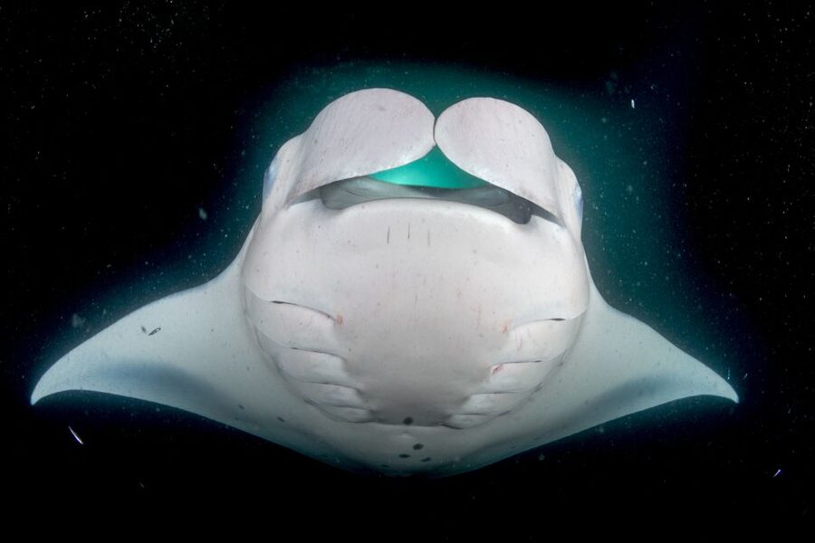 Kailua Kona: Night Manta Ray Adventure on the Big Island - Cancellations, weather, and the no-manta policy