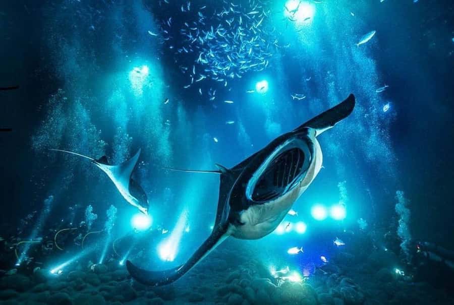 Kailua-Kona: Night Manta Snorkel or Dive - Why Kona’s nighttime manta encounter is so special