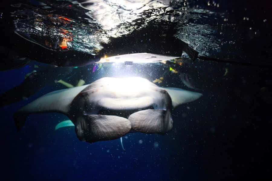 Kailua-Kona: Night Manta Snorkel or Dive - What happens when the lights come on