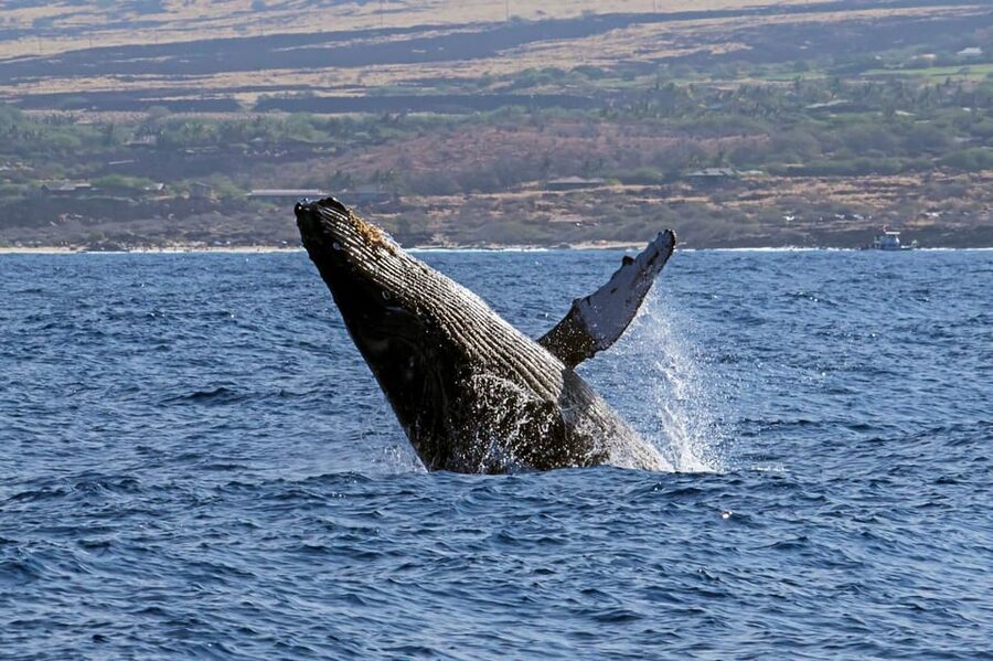Kailua-Kona: Pacific Humpback Whale Watch Excursion - Key Points