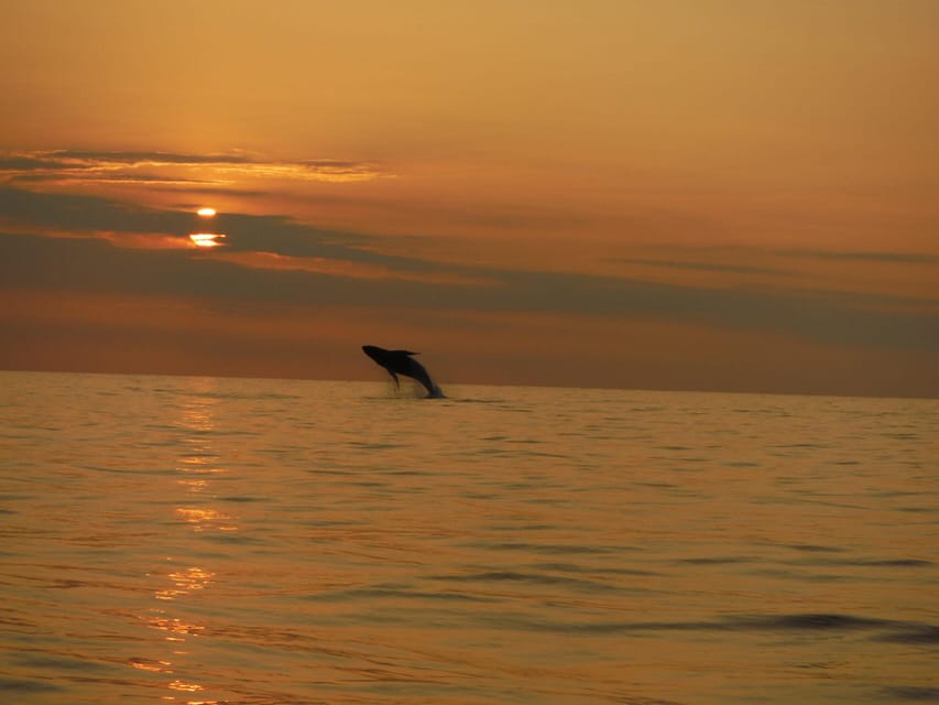 Kailua-Kona: Pacific Humpback Whale Watch Excursion - Leaving Honokohau Harbor at Slip G-8