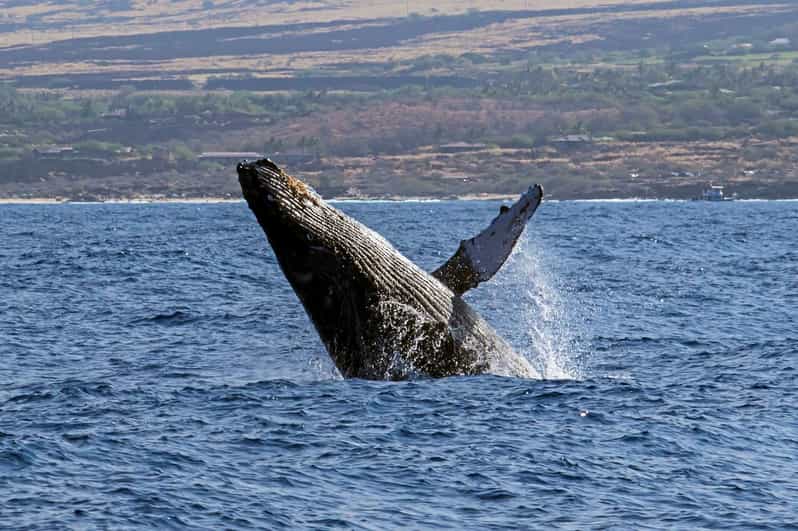 Kailua-Kona: Pacific Humpback Whale Watch Excursion - Snacks, Drinks, and the $130 Price