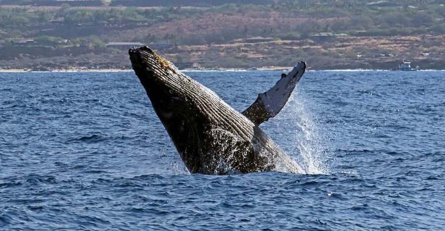 Kailua-Kona: Pacific Humpback Whale Watch Excursion - Who Should Book This Trip