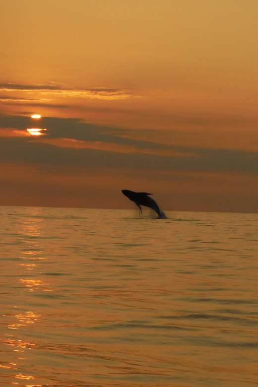 Kailua-Kona: Pacific Humpback Whale Watch Excursion - Booking Details to Know Before You Go