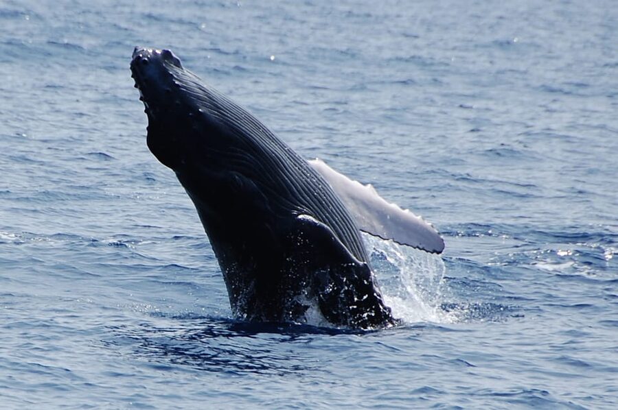 Kailua-Kona: Whale Watching Cruise on the Big Island - What this Kona whale watch is really like