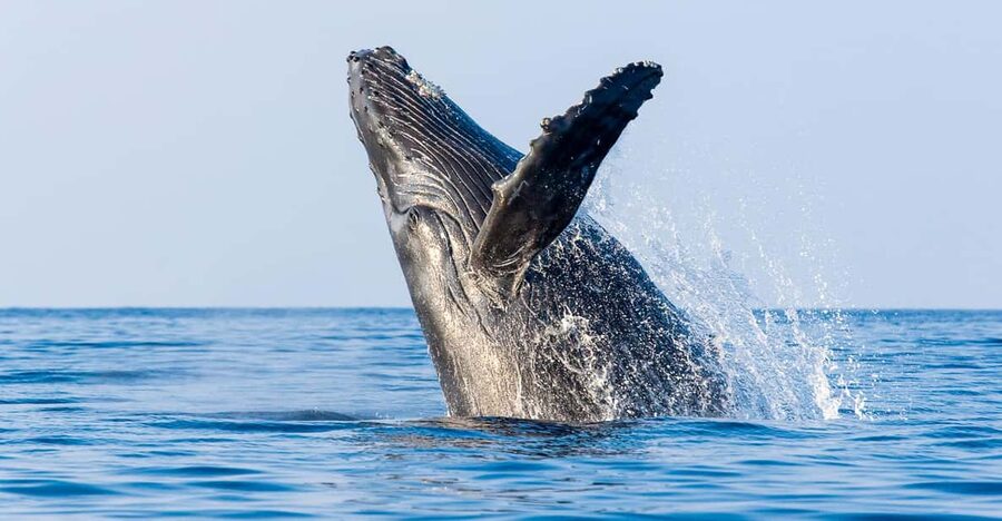 Kailua-Kona: Whale Watching Cruise on the Big Island - Why Hawaii is a nursery for humpbacks