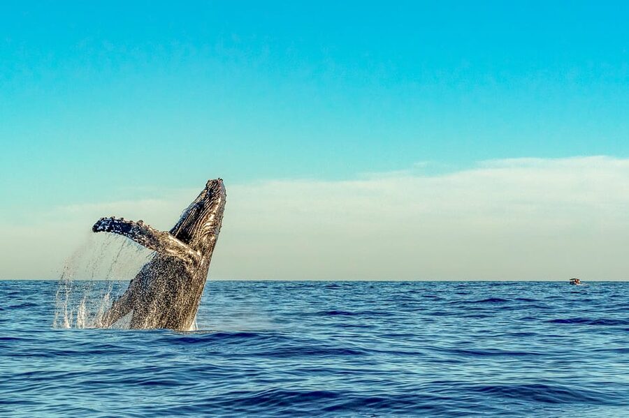 Kailua-Kona: Whale Watching Cruise on the Big Island - How the whale search unfolds