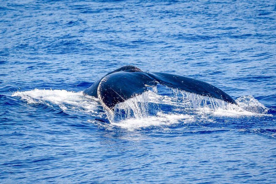 Kailua-Kona: Whale Watching Cruise on the Big Island - The hydrophone changes the experience