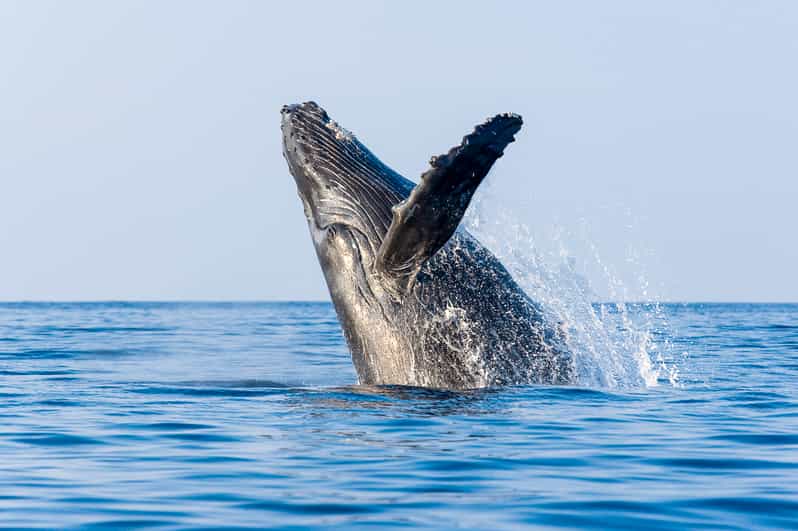 Kailua-Kona: Whale Watching Cruise on the Big Island - Mothers, calves, breaches, and tail slaps
