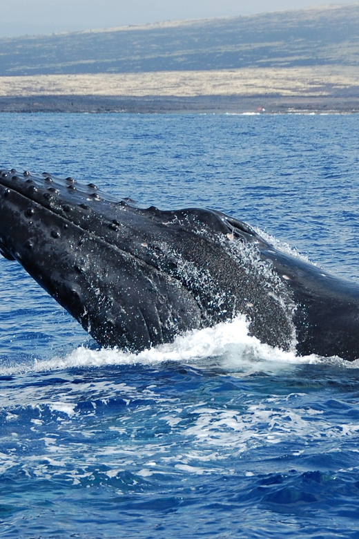 Kailua-Kona: Whale Watching Cruise on the Big Island - The boat, crew, and onboard mood