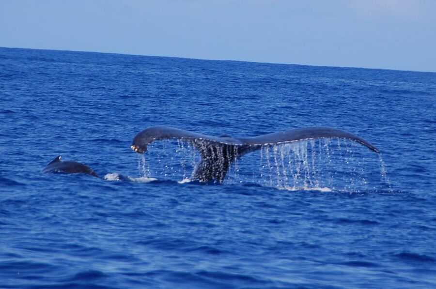 Kailua-Kona: Whale Watching Cruise on the Big Island - Snacks, drinks, and what to bring