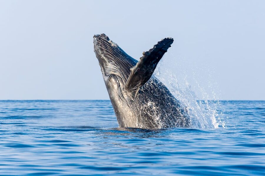 Kailua-Kona: Whale Watching Cruise on the Big Island - From Honokohau Harbor to open water