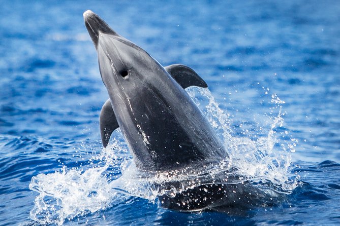 Kaimana Ocean Safari - Key points before you book