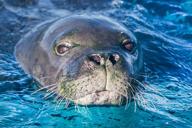 Kaimana Ocean Safari - The wildlife encounters can be extraordinary