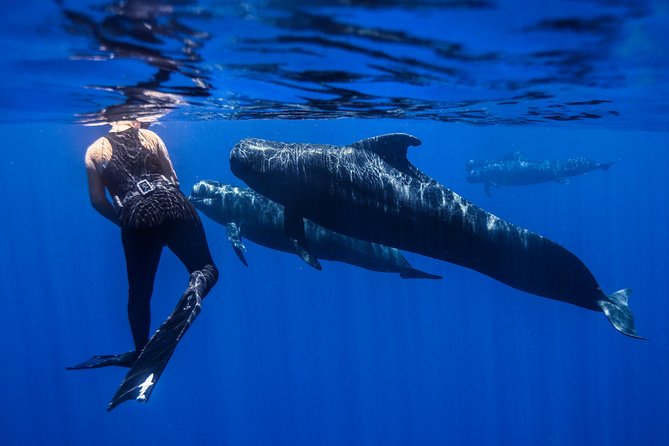 Kaimana Ocean Safari - Who should book this tour