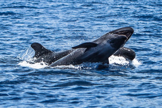 Kaimana Ocean Safari - What to bring, and what not to expect