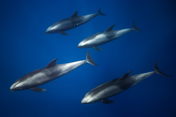 Kaimana Ocean Safari - Is $200 a fair price?