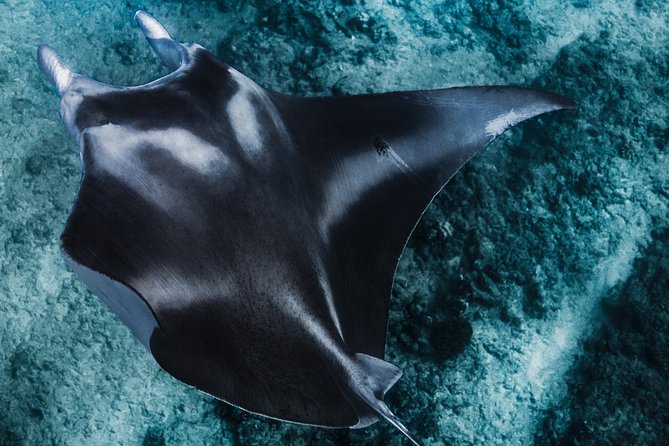 Kaimana Ocean Safari - Reef water, open ocean, and possible stops